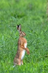 harking hare on meadow © Orosz György Photogr
