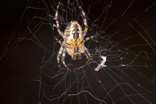 large spider on a spiderweb