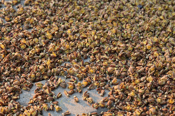 Interbreeding brown wood grain texture.