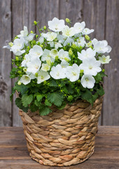 White Bellflowers in a Basket.
