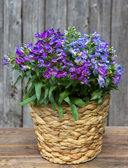 Blue Bellflowers in a Basket.