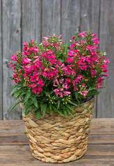 Pink Bellflowers in a Basket.