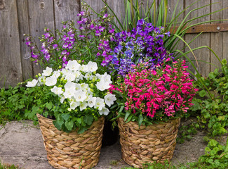 Bellflowers and Campanula as a colorful garden decoration.