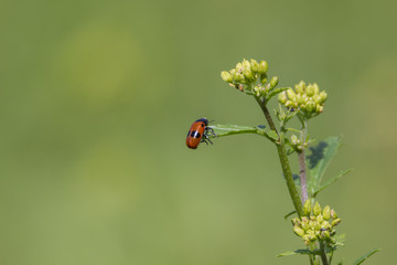 roter Käfer sitzt auf Pflanze