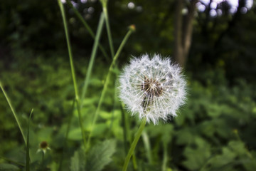 Dandelion in the forest
