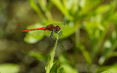 Scarlet dragonfly on the summer meadow