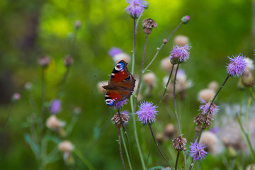 European peacock butterfly at summer meadow
