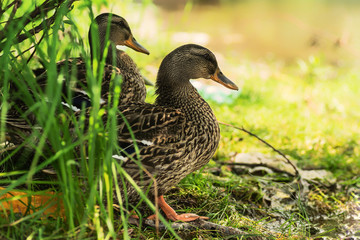 Duck