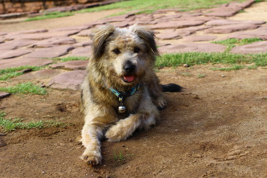 Lying golden retriever dog on the ground with dirty fur concept of pet, stray dog