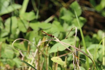 Libellules sur brindille herbe