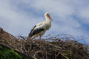Weißstorch sitzt auf seinem Nest auf dem Hausdach