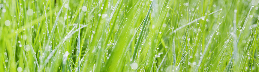grass with dew drops - a beautiful bokeh background - obrazy, fototapety, plakaty