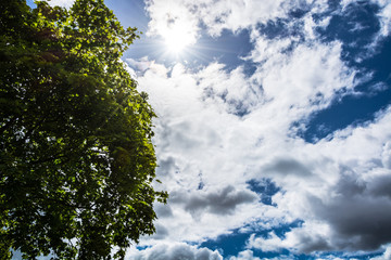 Part of tree and clouds against the sun in summer, UK