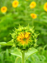 ヒマワリの蕾