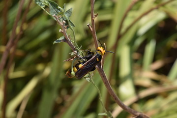 Megascolia maculata. The mammoth wasp.