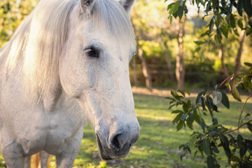 Naklejka premium Horse in the paddock during the day