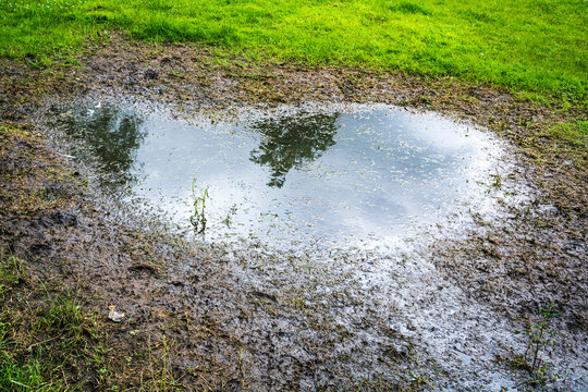 Muddy Pond On A Grass Field In A Park In UK Summer