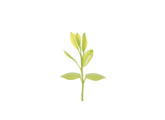 plant tree  seedling  isolated on white background.