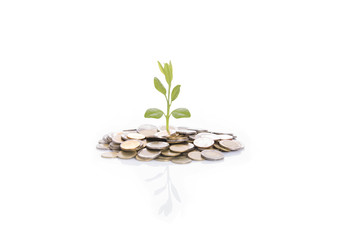 Growing tree on stack coin isolated on white background.