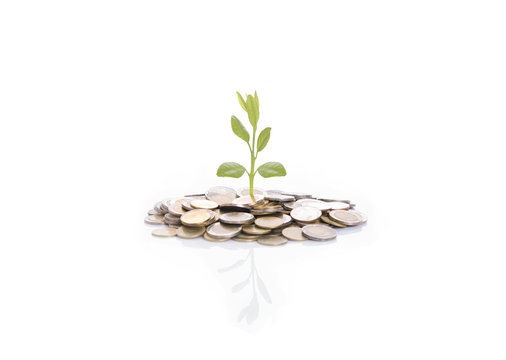 Growing tree on stack coin isolated on white background.