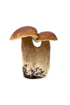Forest mushroom isolated on white background