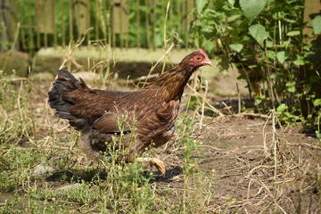 young chicken on the farm
