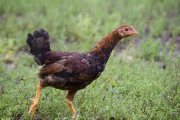 fleeing chicken
