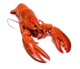 Red lobster isolated on white background
