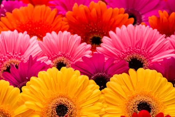 Photo sur Plexiglas Gerbera Macro de gerbera de couleur de fond floral, DOF peu profond