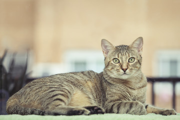 Beautiful grey tabby cat