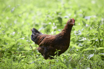 small cockerel on the meadow