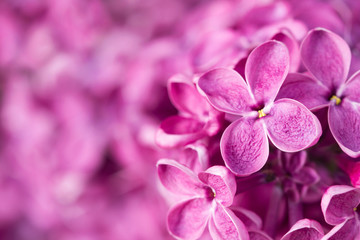 Pink lilac flowers background