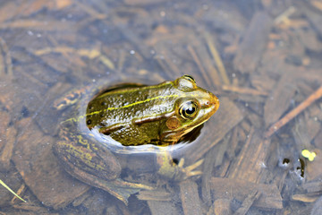 Frosch
