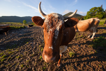 Cow on the mountain hill pasture