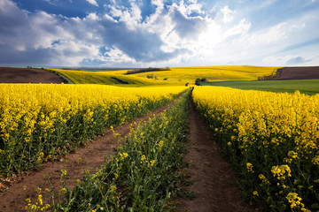 Panorama of beautiful yellow field landscape