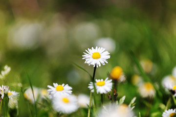 Obraz premium daisy field