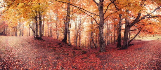 Naklejka na ściany i meble Panorama of fall colors old woodland