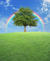 Big tree with green grass field over rainbow and blue sky, natur