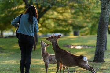 奈良公園の鹿