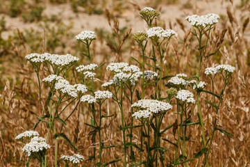 Achillea millefolium. Milenrama, Milhojas, Cientoenrama. © LFRabanedo