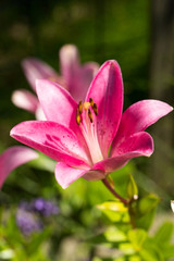 Fototapeta na wymiar pink lily flower in garden