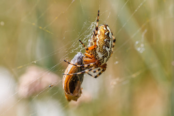 Aculepeira ceropegia. Araña de hoja de roble, Araña orbitela acuminada, con una presa.