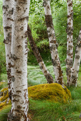 Fototapeta premium Pnie łonowej brzozy. Betula pubescens.