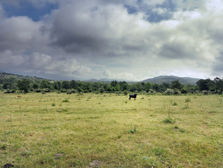Toros en Higueras de las Due&ntilde;as