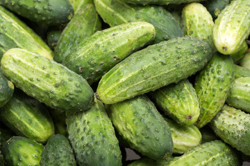a lot of young cucumbers as background
