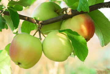 fresh juicy apples on brunch