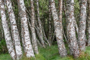 Naklejka premium Troncos de Abedul pubescente. Betula pubescens.