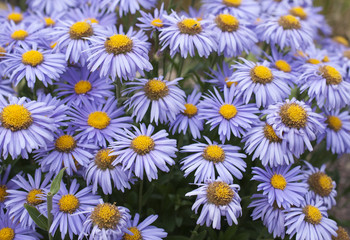 Obraz premium blooming in the spring garden, Alpine Aster