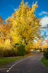 road in the autumn park