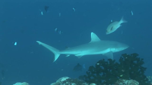  sharks swimming along abyss scuba diving maldives